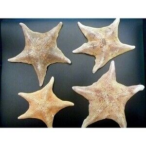 Toy Bat star figure 4 - 6" ocean theme beach decor